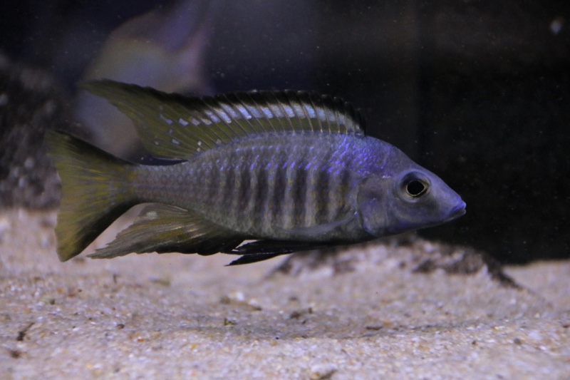 Aulonocara aquilonium 'Mdoka Reef'